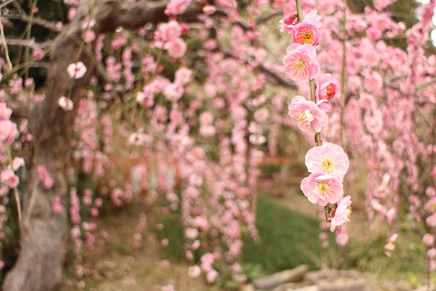 �����_�� �Ԓ뉀