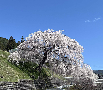 �⑾�Y�̂������