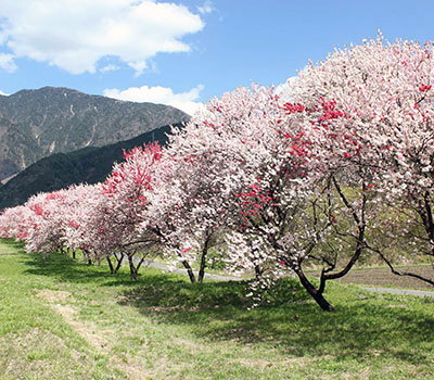 �a���n�i����