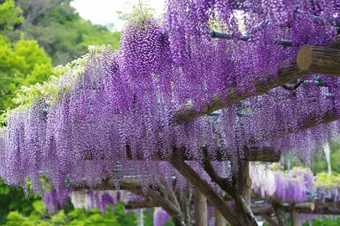 蓮華寺池公園の藤