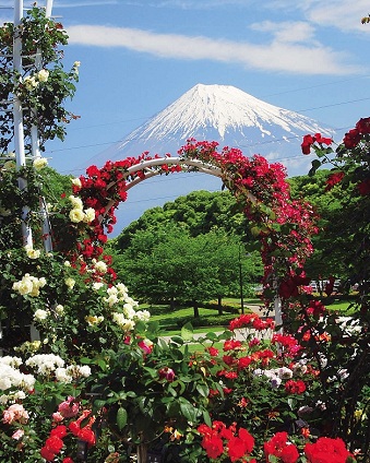 �x�m�s���������̂΂�