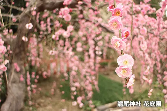 龍尾神社 花庭園