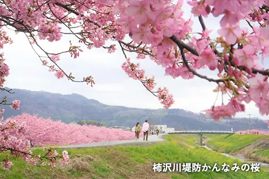 柿沢川堤防かんなみの桜