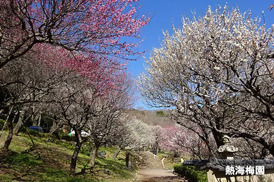 熱海梅園