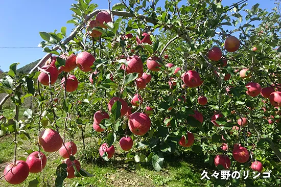 久々野のリンゴ