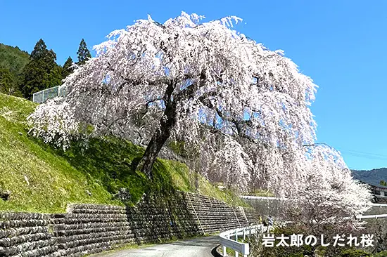 岩太郎のしだれ桜