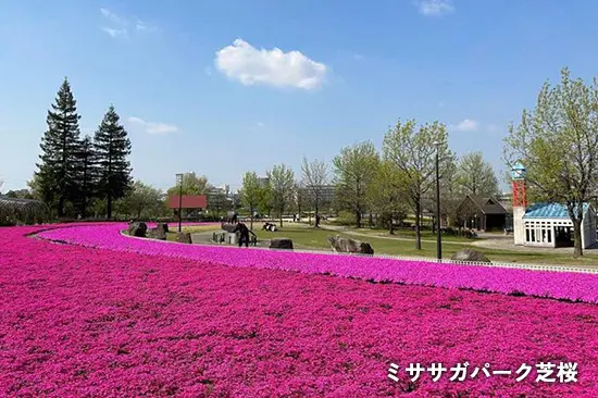 ミササガパーク芝桜
