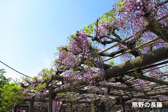 熊野の長藤