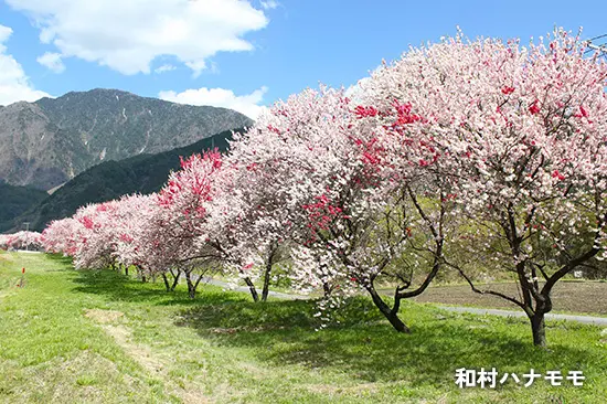 和村ハナモモ