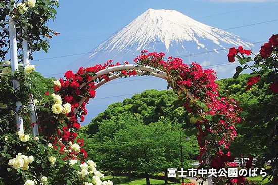 富士市中央公園のばら