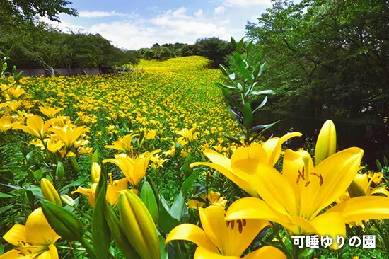 可睡ゆりの園