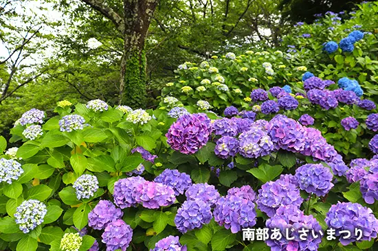 南部あじさいまつり