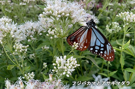 フジバカマとアサギマダラ