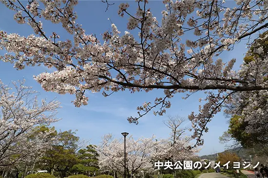 中央公園のソメイヨシノ