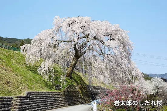 岩太郎のしだれ桜