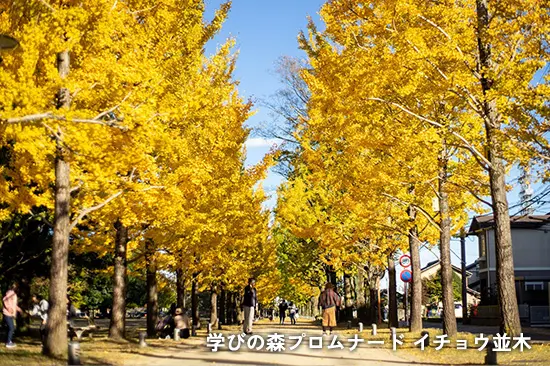 学びの森プロムナード イチョウ並木