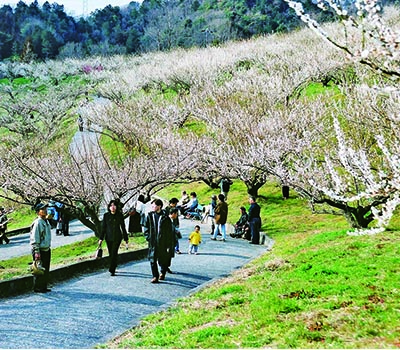 豊岡梅園