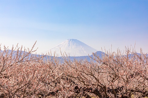 曽我梅林(梅と富士山)